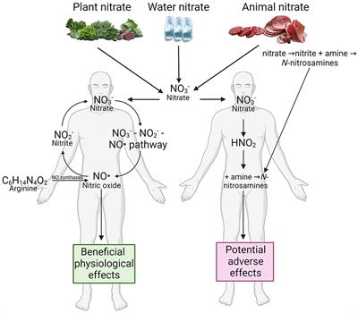 Editorial: Dietary nitrate: friend or foe